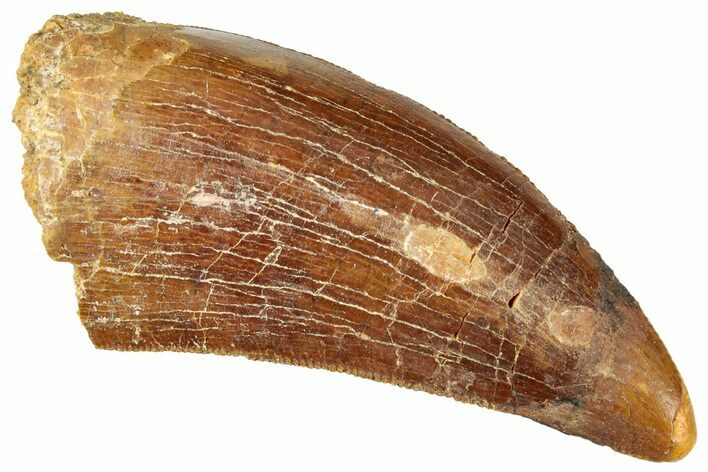 Serrated, Carcharodontosaurus Tooth - Real Dinosaur Tooth #322042